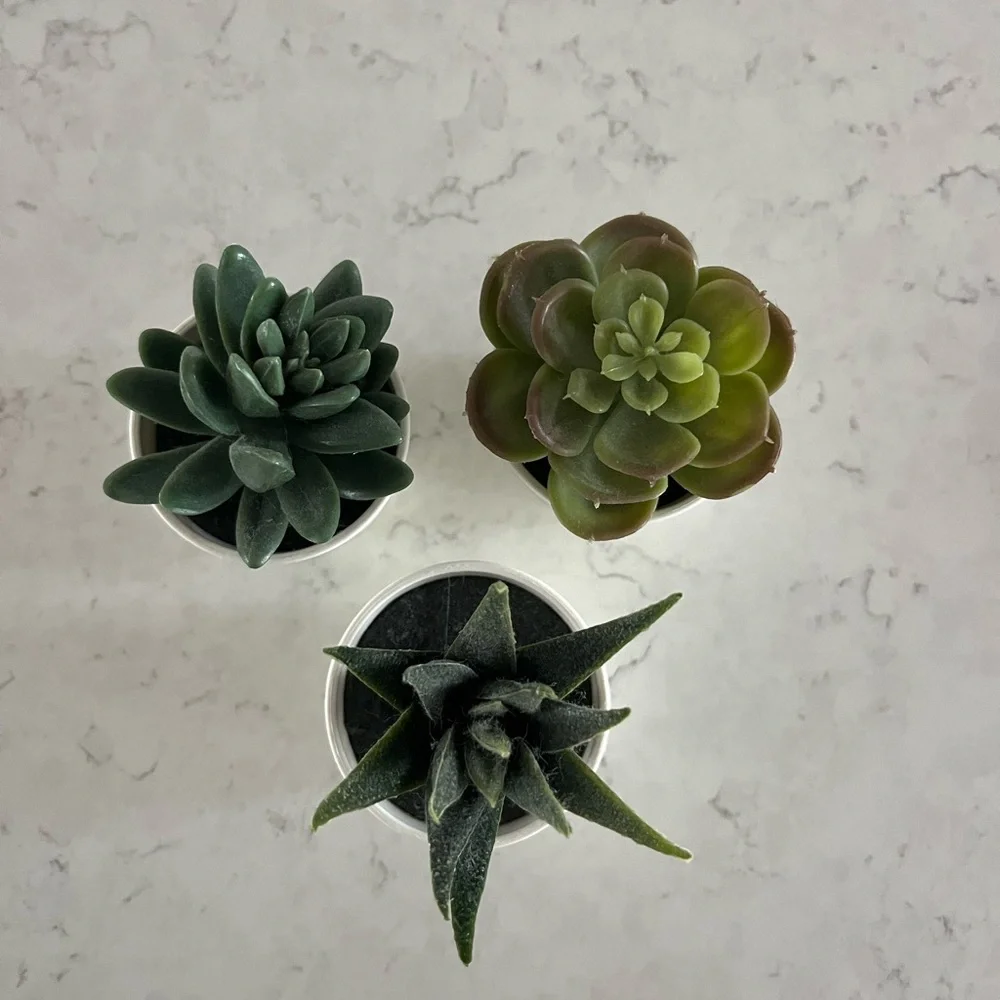 IKEA Succulent Plant Set of 3